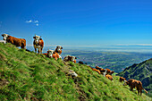  Cows grazing on mountain ridge with Italian lowlands in the background, GTA, Grande Traversée des Alpes, Biella, Alpi Biellesi, Valais Alps, Piedmont, Italy 