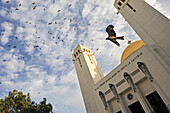 black kite (Milvus migrans) above the cathedral of Dakar,Senegal, West Africa