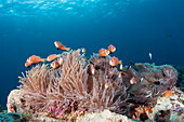 Malediven-Anemonenfische, Amphiprion nigripes, Felidhu Atoll, Indischer Ozean, Malediven