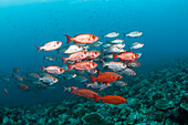  School of reef bigeyes, Priacanthus hamrur, Ari Atoll, Indian Ocean, Maldives 