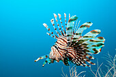  Indian lionfish, Pterois miles, Felidhu Atoll, Indian Ocean, Maldives 