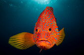  Jewel grouper, Cephalopholis miniata, North Male Atoll, Indian Ocean, Maldives  