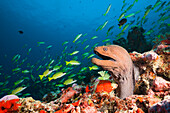  Giant moray eel, Gymnothorax javanicus, Ari Atoll, Indian Ocean, Maldives 