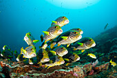  School of Oriental sweetlips, Plectorhinchus vittatus, North Ari Atoll, Indian Ocean, Maldives 