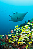  Reef manta ray and blue-striped snapper, Manta alfredi, Lutjanus kasmira, Ari Atoll, Indian Ocean, Maldives 