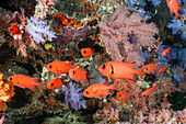  School of White-margined Soldierfish, Myripristis murdjan, North Ari Atoll, Indian Ocean, Maldives 