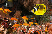  Colorful coral reef, North Male Atoll, Indian Ocean, Maldives  