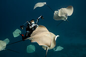 Lila Peitschenschwanz und Taucher, Pateobatis fai, Nord Male Atoll, Indischer Ozean, Malediven