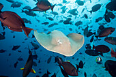  Purple whiptail ray, Pateobatis fai, North Male Atoll, Indian Ocean, Maldives 