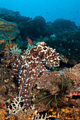  Day octopus, Octopus cyanea, Forgotten Islands, Indonesia  