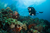  Diver and coral reef, Forgotten Islands, Indonesia  