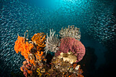  Colorful coral reef, Raja Ampat, West Papua, Indonesia 