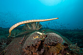  Flat-tailed sea snake, Laticauda semifasciata, Manuk Island, Banda Sea, Indonesia 