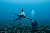  Pelagic thresher shark, Pacific thresher shark, Alopias pelagicus, Malalpascua Island, Cebu, Philippines 