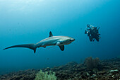  Pelagic thresher shark, Pacific thresher shark, Alopias pelagicus, Malalpascua Island, Cebu, Philippines 