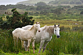 Connemara ponies in the rain, Ballinakill Bay, Letterfrack, County Galway, Connemara, Republic of Ireland, North-western Europe