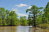 cypress-lined backwater channel of Neches River, Beaumont, Texas, United States of America, North America