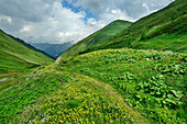  Path leads through flower meadow, Hasental, Ahrntal, Venediger Group, South Tyrol, Italy 