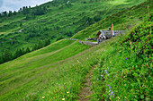  Path leads through meadow to alpine pasture, Alprechtalm, Ahrntal, Venediger Group, South Tyrol, Italy 