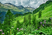  Alm stands on a small clearing with the mountain ridge of the Zillertal Alps in the background, Ahrntal, Venediger Group, South Tyrol, Italy 