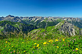  Flower meadow in front of Lechtal Alps and Ortkopf, at the Namloser Wetterspitze, Lechtal Alps, Tyrol, Austria 