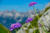  Purple flowering scabious with mountains blurred in the background, Scabiosa lucida, Lechtal Alps, Tyrol, Austria 