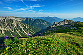  Mountain meadow with flowering monkshood with Lechtal Alps in the background, Reuttener Höhenweg, Lechtal Alps, Tyrol, Austria 