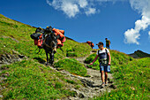  Fully loaded mule being led downhill, Val Ferret, Tour du Mont Blanc, Mont Blanc Group, Graian Alps, Aosta Valley, Italy 