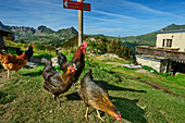  Free-range chickens at the Refuge de Trè la Tête, Tour du Mont Blanc, Mont Blanc Group, Graian Alps, Haute-Savoie, Upper Savoy, France 