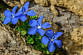 Blau blühender Frühlingsenzian, Gentiana verna, Tour du Mont Blanc, Mont-Blanc-Gruppe, Grajische Alpen, Haute-Savoie, Hochsavoyen, Frankreich