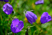  Blue-flowered bellflower, Campanula cochleariifolia, Tour du Mont Blanc, Mont Blanc Group, Graian Alps, Haute-Savoie, Upper Savoy, France 