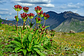  Dark red flowering purple gentian, Gentiana purpurea, Tour du Mont Blanc, Mont Blanc group, Graian Alps, Haute-Savoie, Upper Savoy, France 