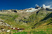  Herd of goats under the Aiguille des Glaciers, Val des Glaciers, Tour du Mont Blanc, Mont Blanc Group, Graian Alps, Haute-Savoie, Upper Savoy, France 