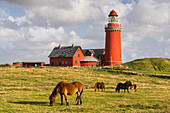  Horses in front of Bovbjerg Lighthouse, Lemvig, Ringkjobing, Denmark 