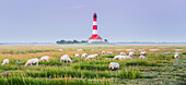  Westerhever lighthouse, sheep, Schleswig-Holstein, Germany 