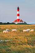  Westerhever lighthouse, sheep, Schleswig-Holstein, Germany 