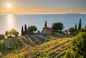  Vineyards on the west coast of the island of Elba, Tuscany, Italy 