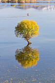  Willow in a pond near Nikšić, Montenegro 