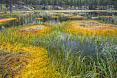  colorful moss, small lake near Femnundsenden, Femundsmark, Innlandet, Norway 