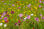  flowering summer meadow in southern Sweden 