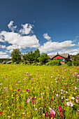  flowering summer meadow in southern Sweden 