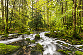  tributary of the Orbe, Vallorbe, Vaud, Switzerland 