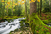  tributary of the Orbe, Vallorbe, Vaud, Switzerland 