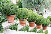 Buchstöpfe auf Isola Bella, Italien