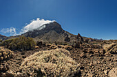  Withered Teide broom and the summit of Montaña Guajara, also: Alto de Guajara, 2715m, shrouded in trade wind clouds, crater walls, Caldera de las Cañadas, a huge volcanic crater, Teide National Park, Parque Nacional del Teide, Tenerife, Canary Islands, Spain, Europe 