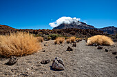  Withered Teide broom and the summit of Montaña Guajara, also: Alto de Guajara, 2715m, shrouded in trade wind clouds, crater walls, Caldera de las Cañadas, a huge volcanic crater, Teide National Park, Parque Nacional del Teide, Tenerife, Canary Islands, Spain, Europe 