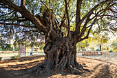  Ancient olive tree, Santa Maria Navarrese, Gulf of Orosei National Park, Baunei, Nuoro, Sardinia, Italy 