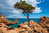  Red rocks and sea, Spiaggia di Coccorocci, near Tertenia, province of Ogliastra, Sardinia, Italy 