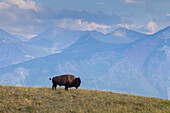  Bison, Bison bison, bull, Waterton Lakes National Park, Alberta, Canada 