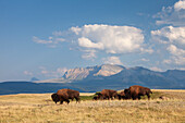  Bison, Bison bison, herd, Waterton Lakes National Park, Alberta, Canada 